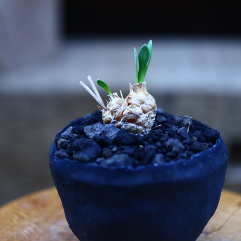 オトンナ レピドカウリス 実生 Othonna lepidocaulis n