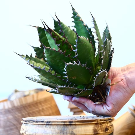 Agave horrida    no.121/14