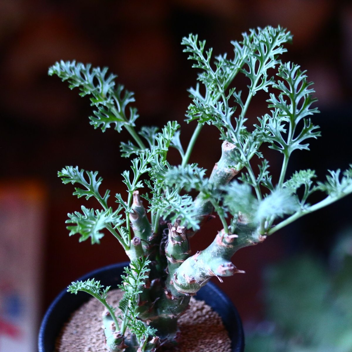 ペラルゴニウム カルノーサム Pelargonium carnosum no.111591