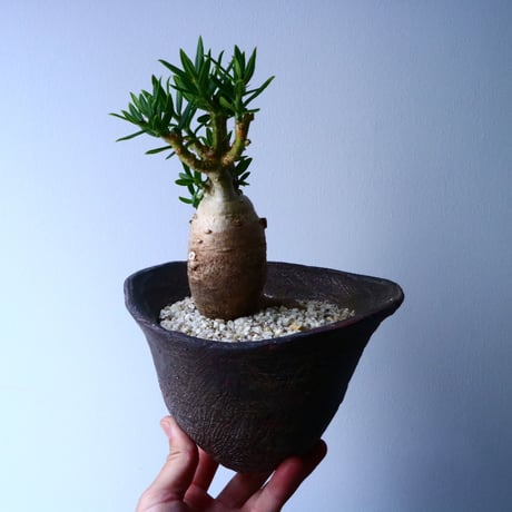パキポディウム ビスピノーサム  Pachypodium bispinosum No.008