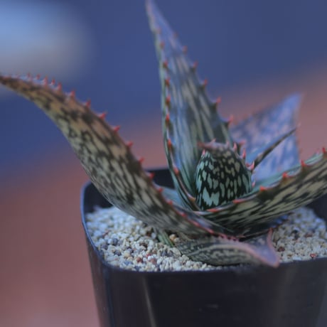 アロエ  ソマリエンシス  Aloe somaliensis     no.20706