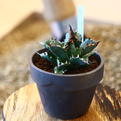 YAMABACHI ver. takero pot × Agave titanota dwarh   no.102240