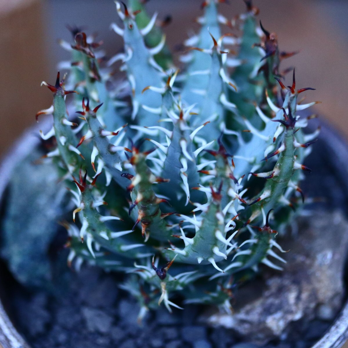 アロエ　エリナケア　メラナカンサ　幹立ち アロエ エリナケア メラナカンサ 幹立ち Aloe melanacantha ssp