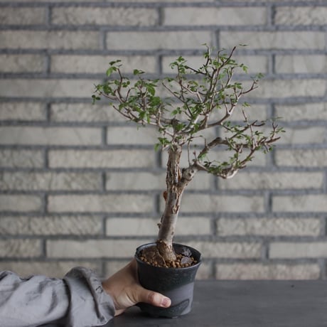 Bursera fagaroides × N/OH (4号)  no.524/5