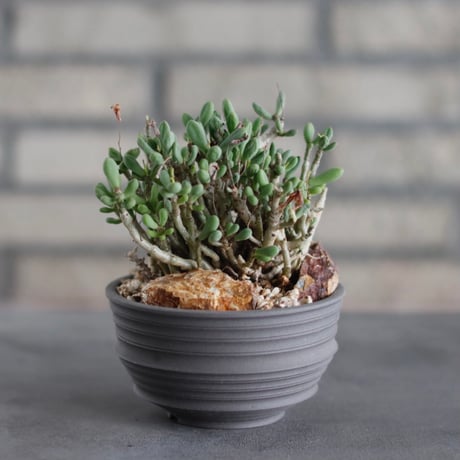 CATEGORY Caudex | 芽の巣山