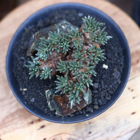 アボニア   クイナリア   アルストニー  赤花／Avonia quinaria ssp. alstonii    no.102403
