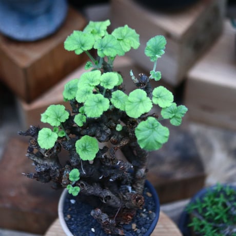 ぺラルゴ二ウム   エキナツム／Pelargonium  lechinatum   no.102449