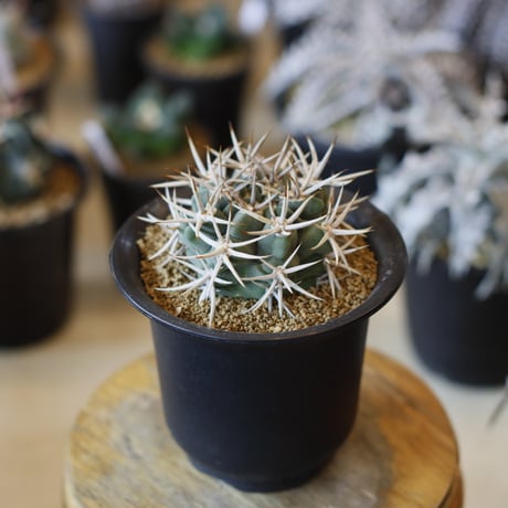 Gymnocalycium hybopleurum v. ferocior (3.5号)  no.1226/17