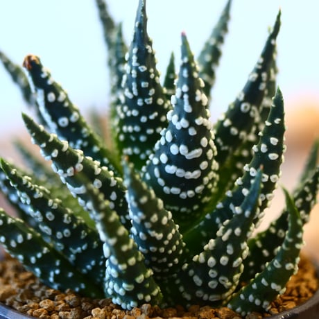 YAMABACHI ver. takero pot × Haworthia papillosa    no.40703