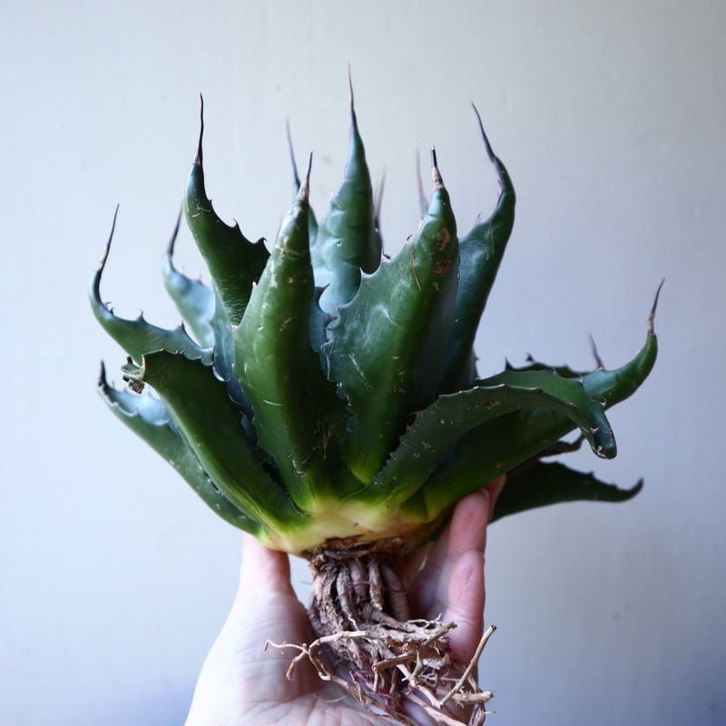 アガベ モンタナ Agave montana no.111027 | 芽の巣山