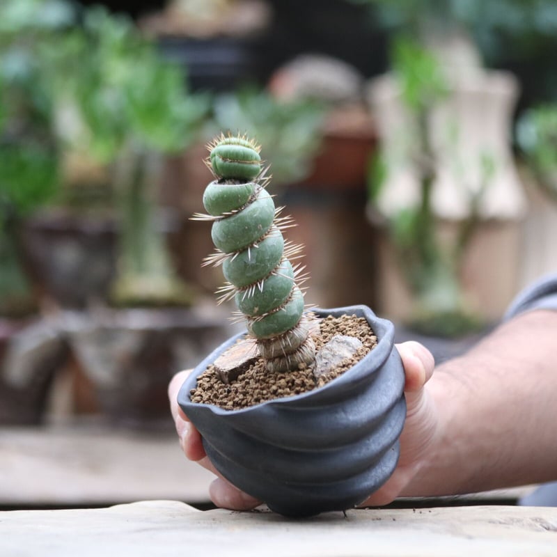 ユーリキニア カスタネア スピラリス／Eulychnia castanea f. 'spira