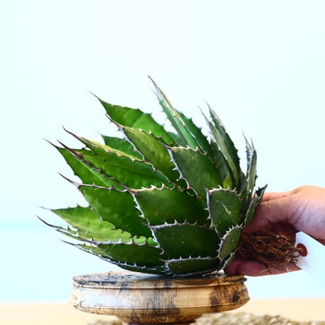 Agave horrida / Style of Chika   no.1015/4