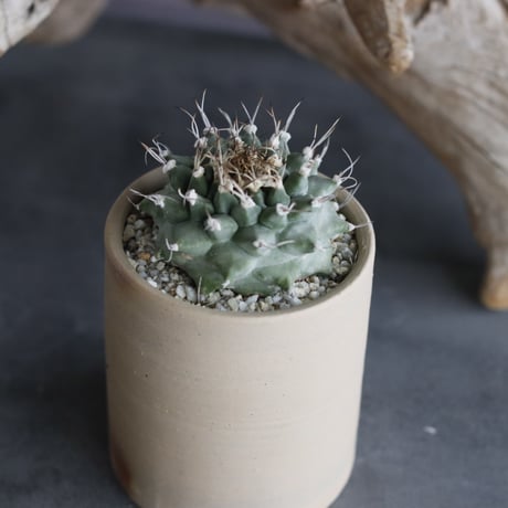 Turbinicarpus alonsoi × 備前鉢2.5号 / snp plants  no.607-10