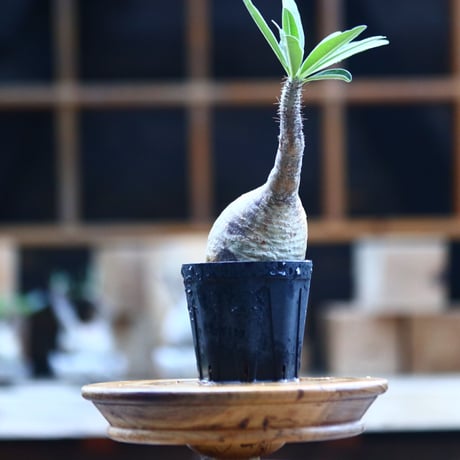 パキポディウム  グラキリス ／Pachypodium  gracilius     no.101746