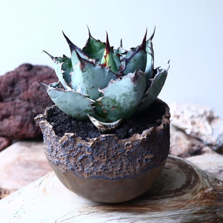 アガベ チタノタ　ブラック＆ブルー  Agave titanota black&bule    no.72107