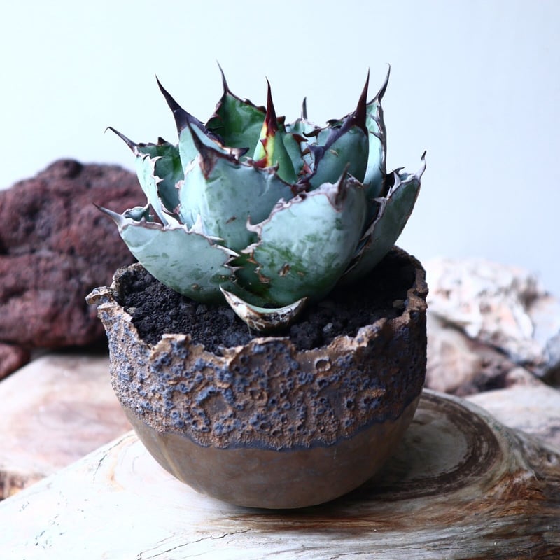 アガベ チタノタ ブラック＆ブルー Agave titanota black&bule