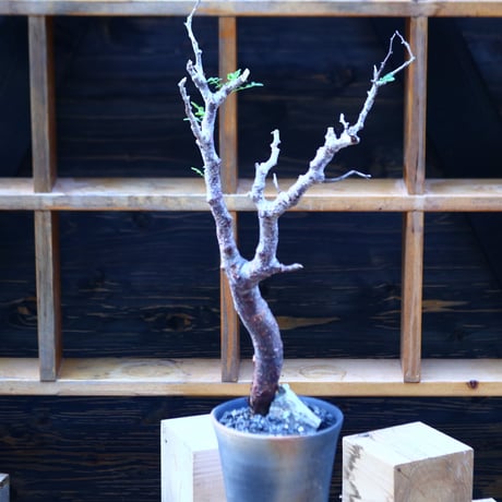 コミフォラ モンストローサ／Commiphora monstrosa   no.100354