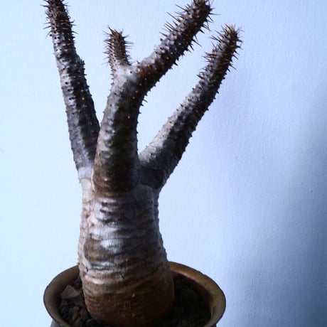 パキポディウム  カクチペス  Pachypodium rosulatum var. cactipes  No.31025