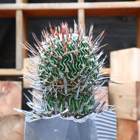 エキノフォスロカクタス 縮玉／Echinofossulocactus zacatecasensis   no.91812