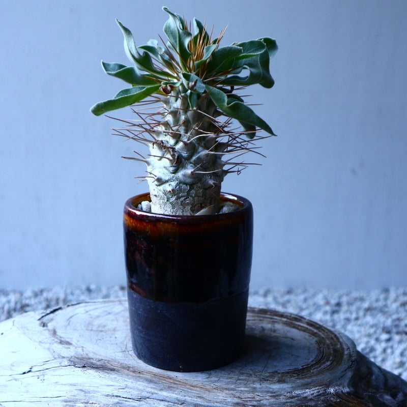パキポディウム ナマクアナム 光堂 Pachypodium namaquanum n パキポディウム ナマクアナム 光堂 Pachypodium namaquanum n