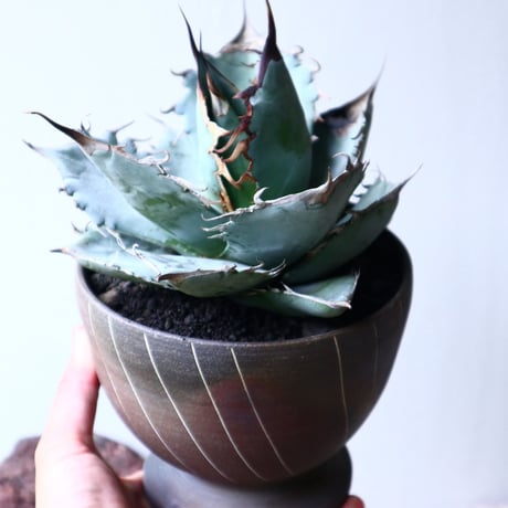 アガベ   チタノタ 〝アイス ブルー〟 Agave  titanota  ice blue   no.71443