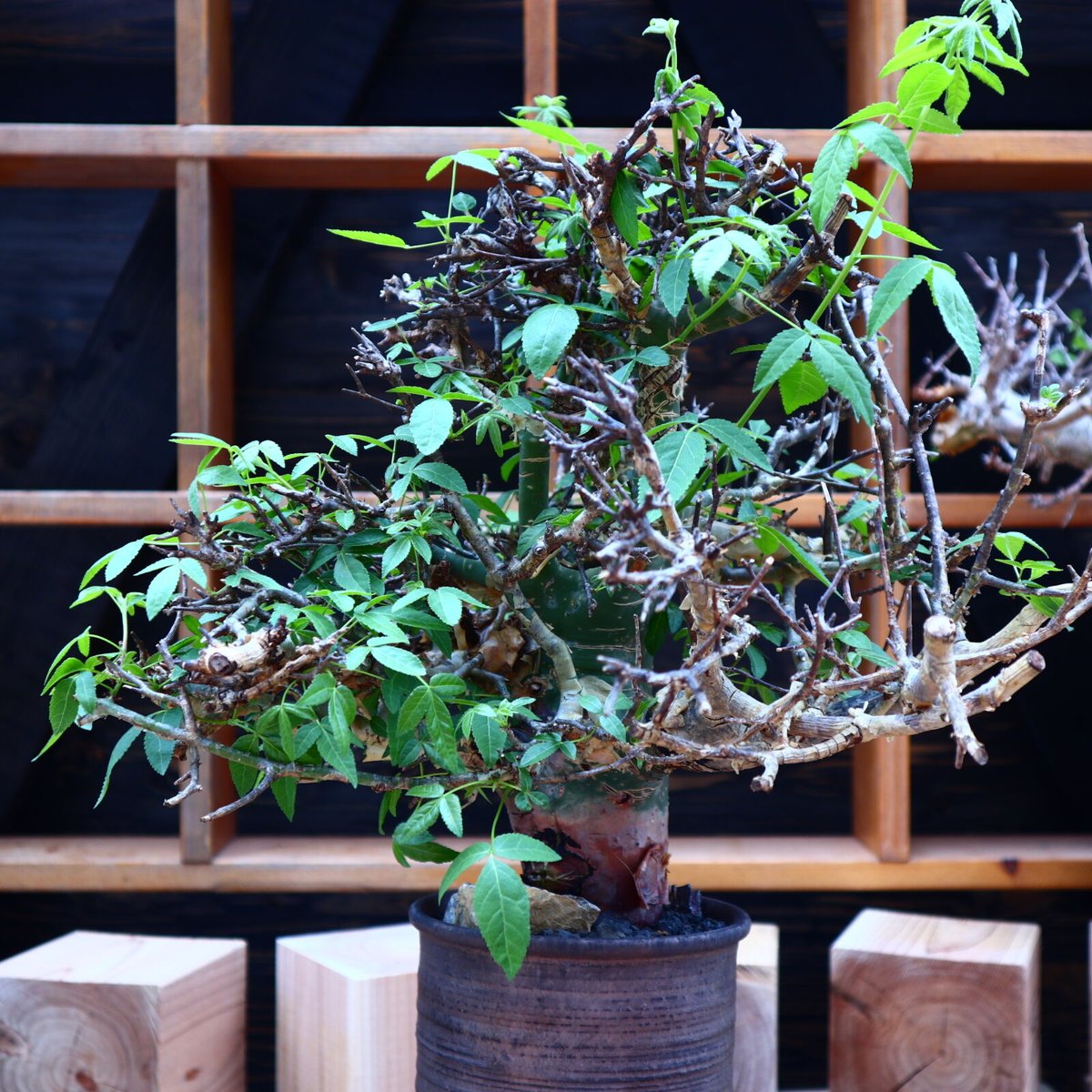 コミフォラ エミニー ／Commiphora eminii no.60644 | 芽の巣山