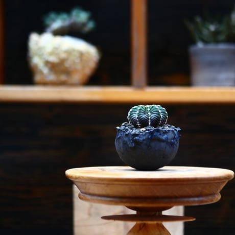 ギムノカリキウム   フィードリッフィーLB2178／Gymnocalycium friedrichii    no.91942