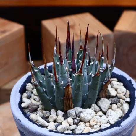 アガベ  ユタエンシス  エボリスピナ／Agave uthaensis var. eborispina     no.80856