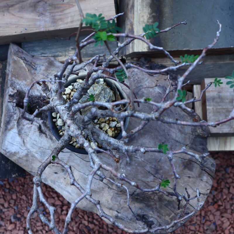 センナ メリディオナリス Senna meridionalis no.41806 | 芽の巣山