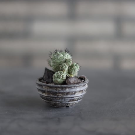 Ortegocactus macdougallii  × takero pot (2.5号)  no.907-51