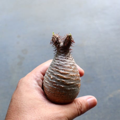 パキポディウム グラキリス 抜苗  Pachypodium rosulatum var. gracilius no.92914