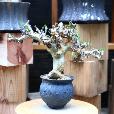 コミフォラ   ストックシアナ／Commiphora stocksiana  no.62647