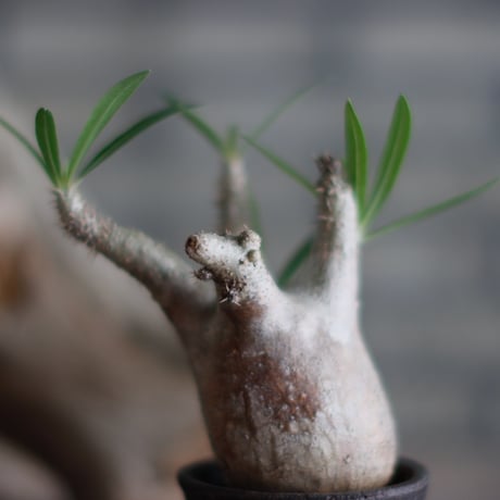 Pachypodium gracilius × 安西 桂 (2.5号)  no.601/4