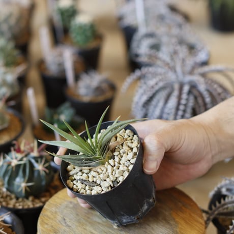 Dyckia esteresii (2.5号鉢)  no.1226/51