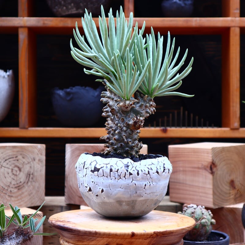 チレコドン ワリチー/Tylecodon wallichii no.62718 | 芽の巣山 チレコドン ワリチー/Tylecodon wallichii no.62718 | 芽の巣山