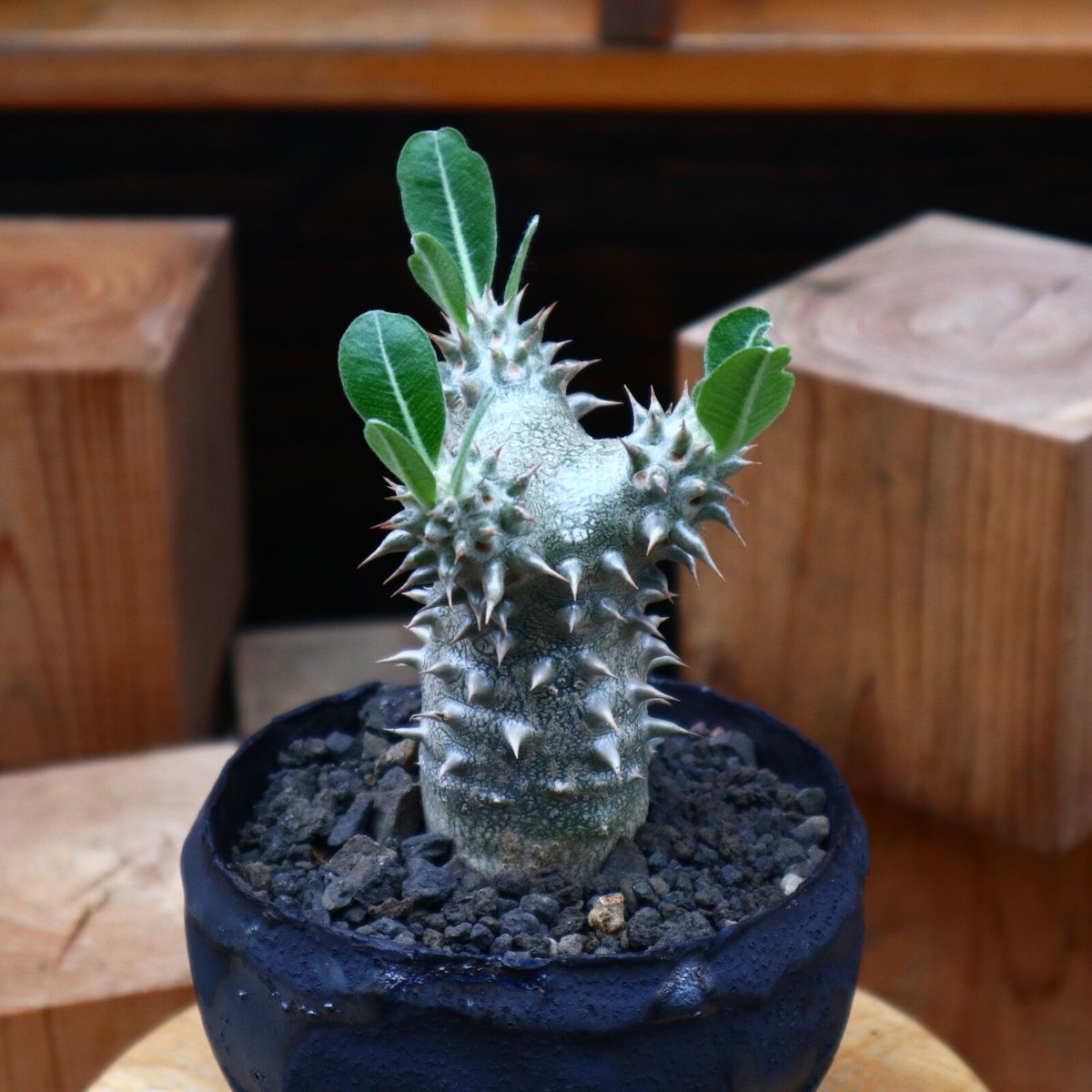 パキポディウム　1m パキポディウム 1m RAFLUMコレクション】パキポディウム