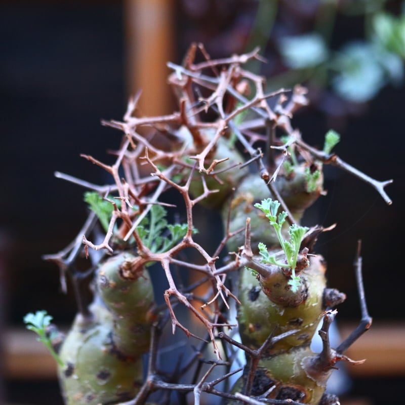 ペラルゴニウム クリズミフォリウム／Pelargonium crithmifolium