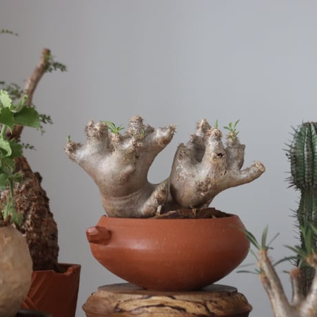 Pachypodium densiflorum var. brevicalyx × N/OH     no.51232