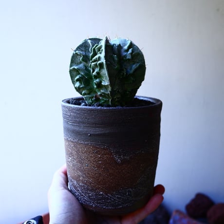 アストロフィツム　複隆盤石　 Astrophytum sp.   no.32217