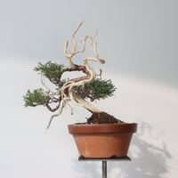 真柏 / YOSHIZAWA3-SHOHINBONSAI   no.223-46