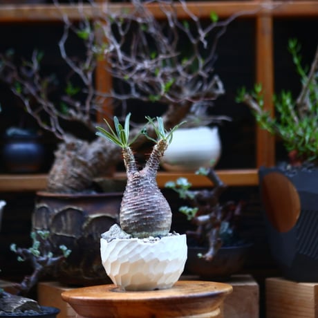 パキポディウム  グラキリス／Pachypodium  gracilius       no.92629