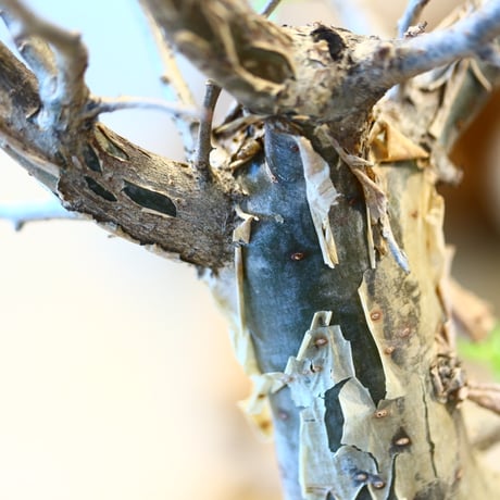 Bursera fagaroides × N/OH  no.31049