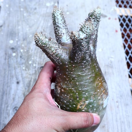 パキポディウム  イノピナツム  抜苗／Pachypodium Inopinatum     no.I-10
