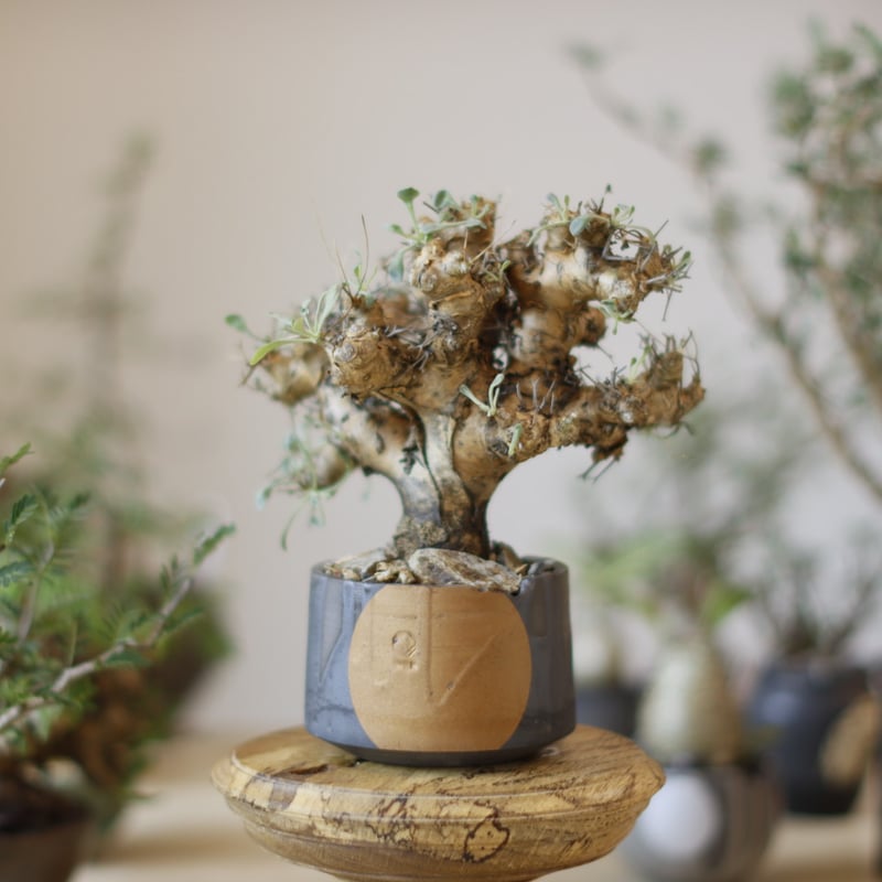 Othonna euphorbioides / 黒鬼城 × N/OH (3.5号) no.