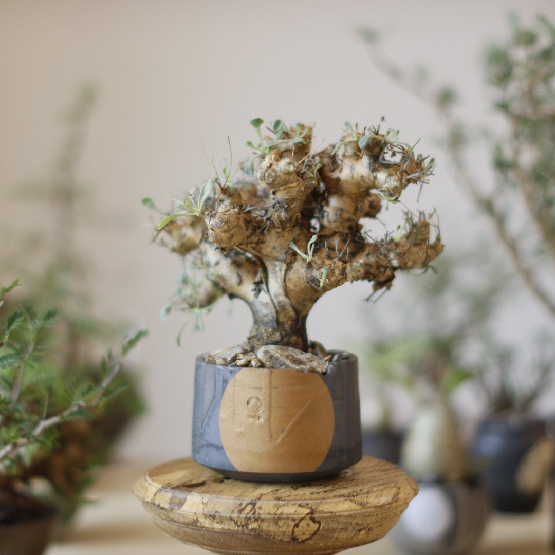 Othonna euphorbioides / 黒鬼城 × N/OH (3.5号) no.