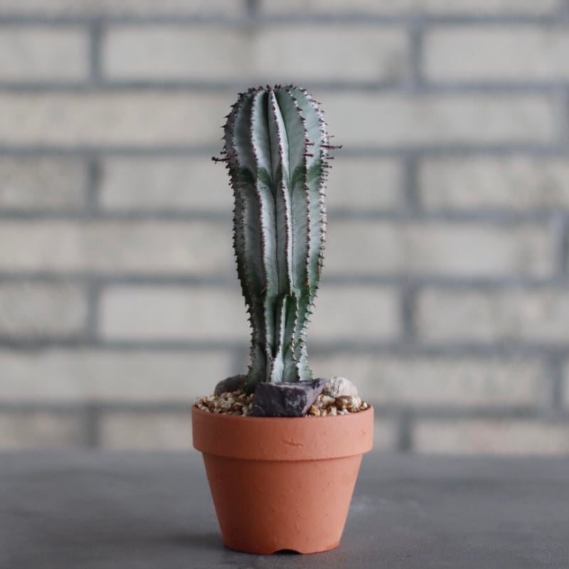 Euphorbia polygona cv. Snowflake (スノーフレーク) / T.