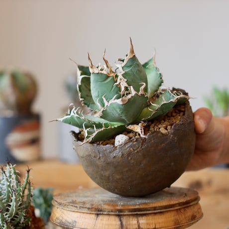 CATEGORY Agave | 芽の巣山