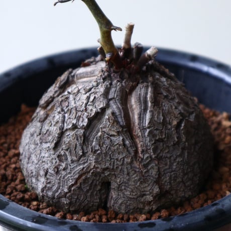 ディオスコレア   亀甲竜    Dioscorea elephantipe  no.923-13