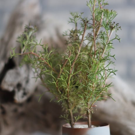 Isopogon formosus × 備前鉢2号 / kemuriradio  no.607-29
