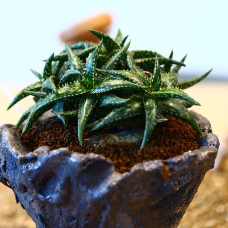 Aloe jucunda × 陶器鉢　no.11435